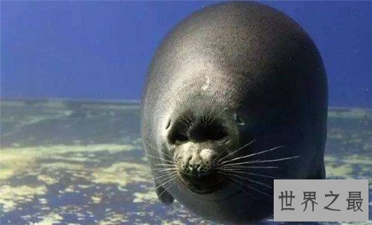 世界上最小的海豹,贝加尔海豹体长1米,是唯一生活在湖泊中的海豹