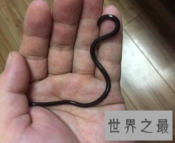 世界上最小的蛇,还没有一枚硬币大