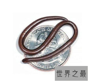 世界上最小的蛇,还没有一枚硬币大