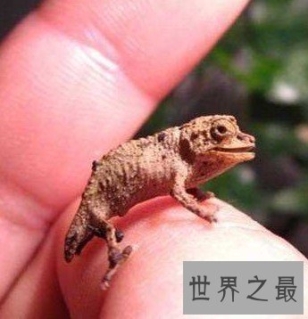 世界上最迷你的变色龙,和手指甲一样大