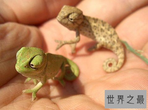 世界上最迷你的变色龙,和手指甲一样大