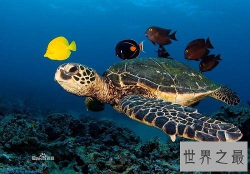 世界上最小的十种动物,还不如指甲大。