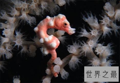 世界上最小的十种动物,还不如指甲大。
