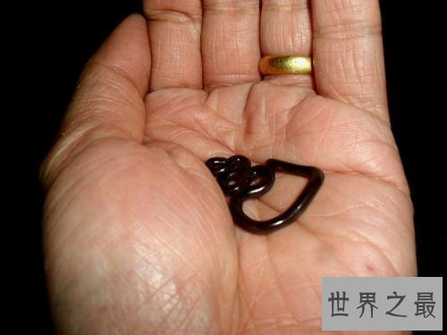 世界上最小的十种动物,还不如指甲大。