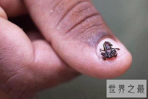 世界上最小的十种动物,还不如指甲大。