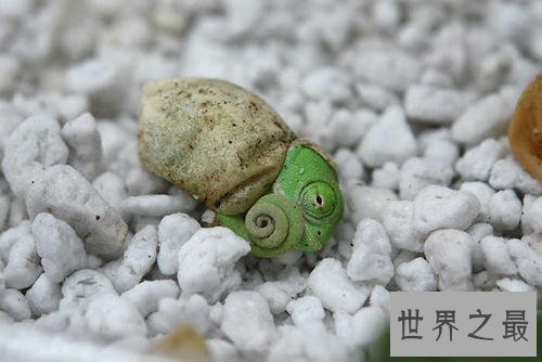 世界上最小的十种动物,还不如指甲大。