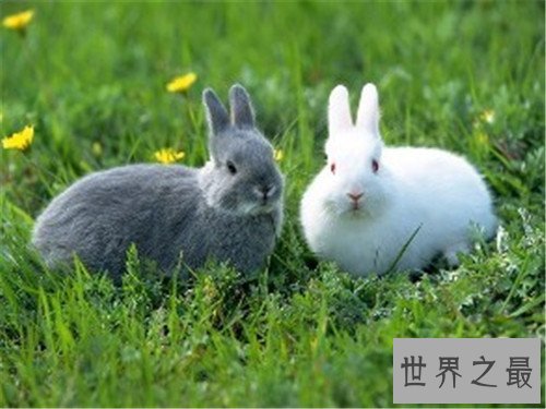 世界上最小的兔子,这些小兔子简直萌翻了