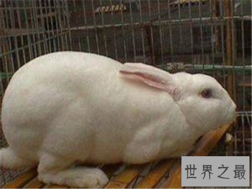 世界上最小的兔子,这些小兔子简直萌翻了