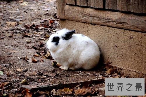 世界上最小的兔子,这些小兔子简直萌翻了