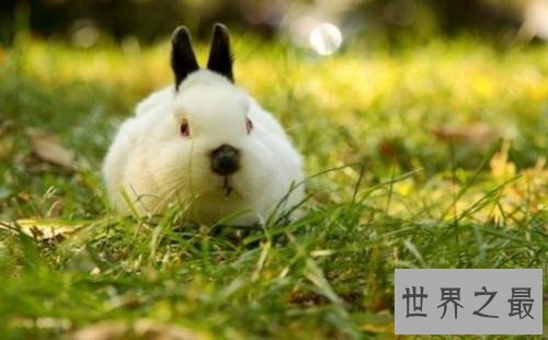 世界上最小的兔子,这些小兔子简直萌翻了