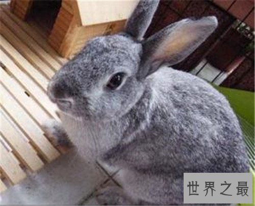 世界上最小的兔子,这些小兔子简直萌翻了