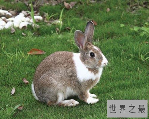 世界上最小的兔子,这些小兔子简直萌翻了