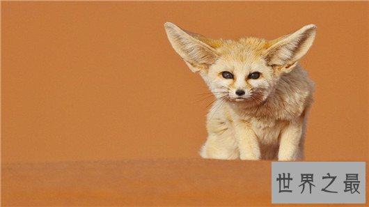 世界上最小的狐狸,耳廓狐体长30厘米(如小猫一般)