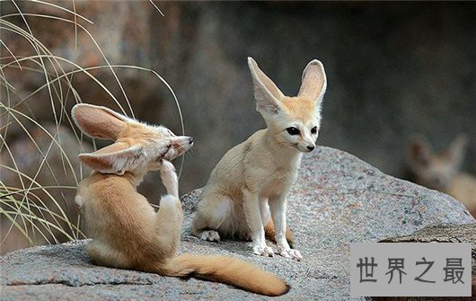 世界上最小的狐狸,耳廓狐体长30厘米(如小猫一般)