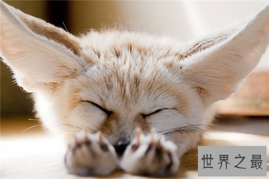 世界上最小的狐狸,耳廓狐体长30厘米(如小猫一般)