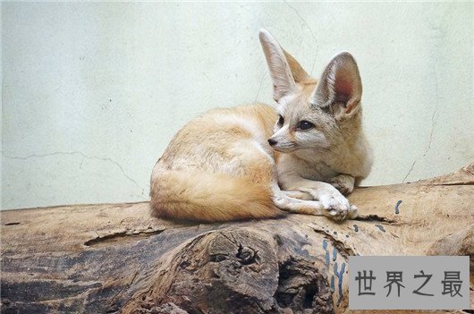 世界上最小的狐狸,耳廓狐体长30厘米(如小猫一般)