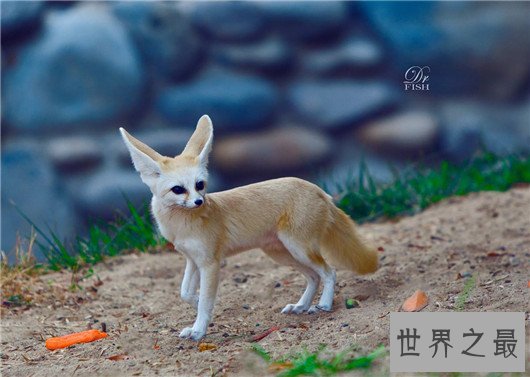 世界上最小的狐狸,耳廓狐体长30厘米(如小猫一般)