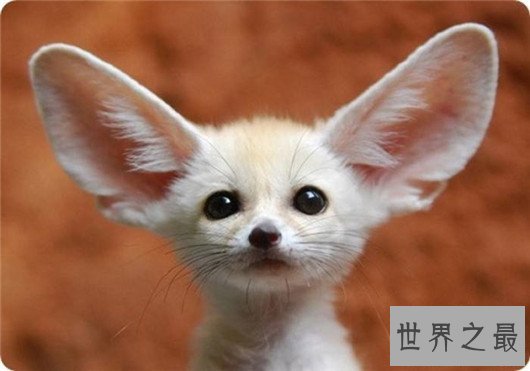 世界上最小的狐狸,耳廓狐体长30厘米(如小猫一般)