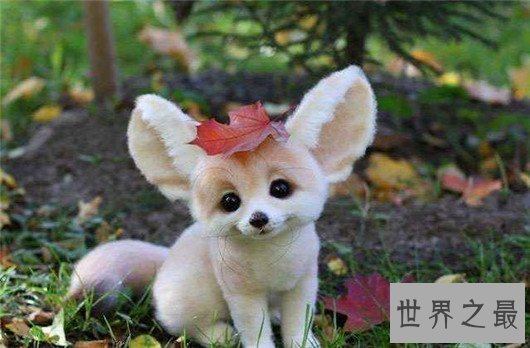 世界上最小的狐狸,耳廓狐体长30厘米(如小猫一般)