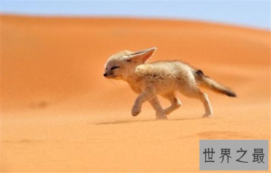 世界上最小的狐狸,耳廓狐体长30厘米(如小猫一般)