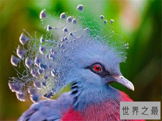 世界上最小的鸽子,澳大利亚雪鸽