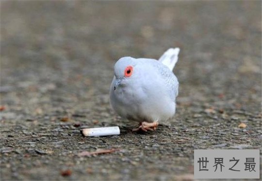 世界上最小的鸽子,澳大利亚雪鸽