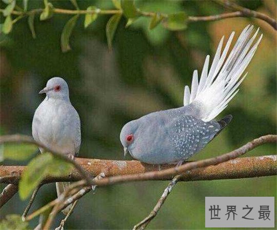 世界上最小的鸽子,澳大利亚雪鸽