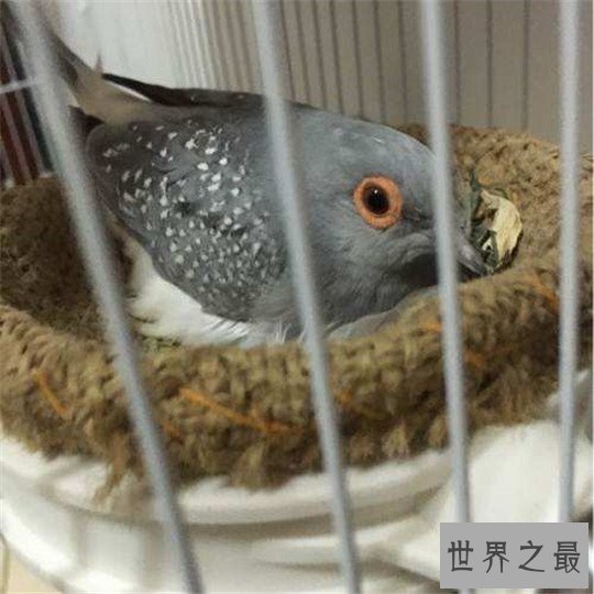 世界上最小的鸽子,澳大利亚雪鸽