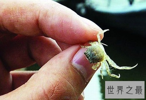 世界上最小的螃蟹,扒一扒豆蟹的底细!