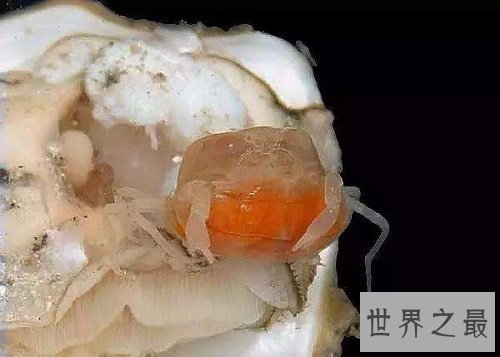 世界上最小的螃蟹,扒一扒豆蟹的底细!