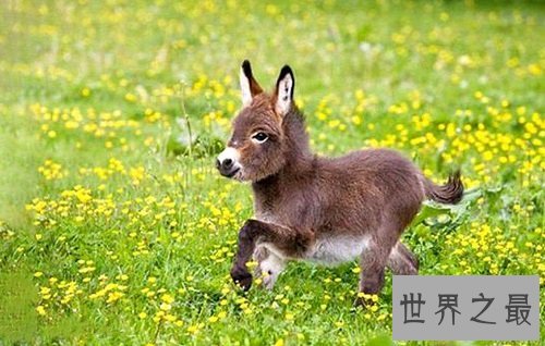 世界上最小的驴,迷你驴成最抢手的明星宠物!