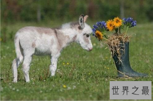 世界上最小的驴,迷你驴成最抢手的明星宠物!
