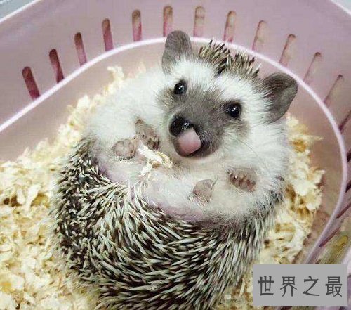 世界上最小的刺猬,迷你刺猬的乐趣你懂吗?