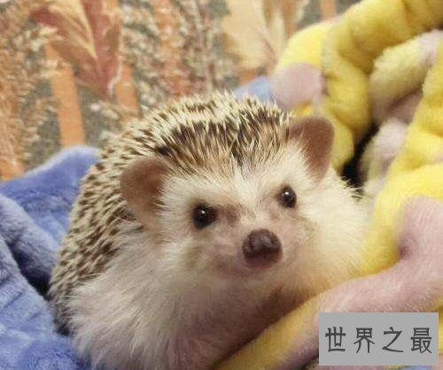 世界上最小的刺猬,迷你刺猬的乐趣你懂吗?
