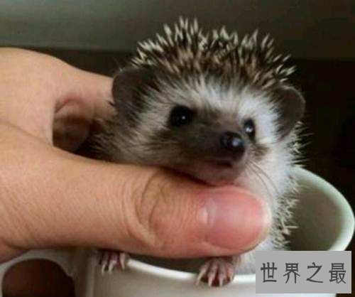 世界上最小的刺猬,迷你刺猬的乐趣你懂吗?