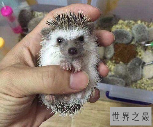 世界上最小的刺猬,迷你刺猬的乐趣你懂吗?