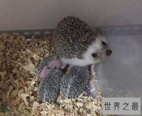 世界上最小的刺猬,迷你刺猬的乐趣你懂吗?