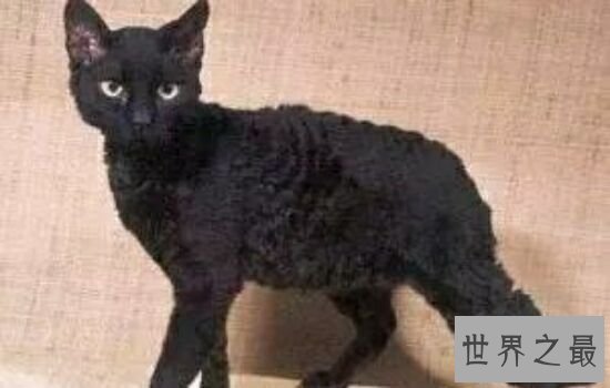 世界上体重最小的十个猫品种，萌到钢铁直男都爱不释手。