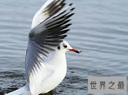 世界上最小的鱼,真的是用来塞牙缝都不够。