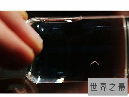 世界上最小的鱼,真的是用来塞牙缝都不够。