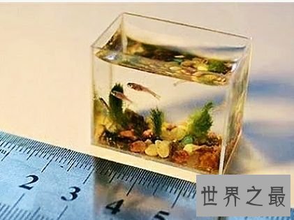 世界上最小的鱼,真的是用来塞牙缝都不够。