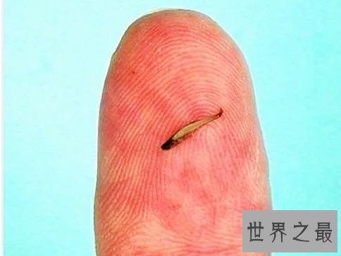世界上最小的鱼,真的是用来塞牙缝都不够。