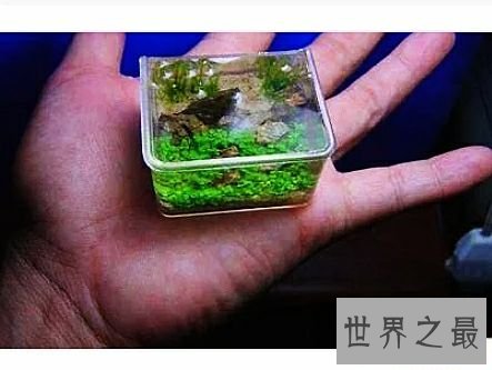 世界上最小的鱼,真的是用来塞牙缝都不够。