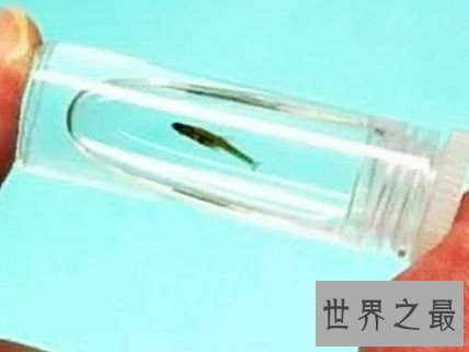世界上最小的鱼,真的是用来塞牙缝都不够。