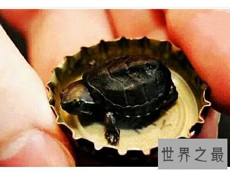 世界上最小的龟,不仔细看你可能都找不到它。