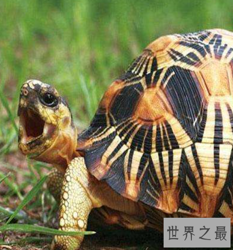 世界上最小的龟,不仔细看你可能都找不到它。