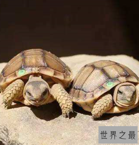 世界上最小的龟,不仔细看你可能都找不到它。