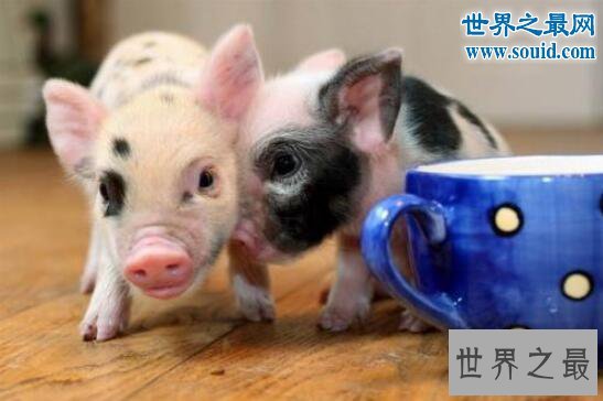 世界上最小的猪微型猪,只有茶杯那么大(超级萌)