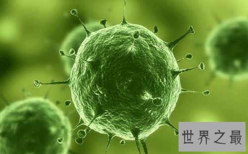 地球上最小的生物,盘点世界上最小的动物