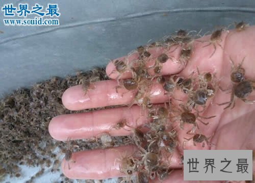世界上最小的螃蟹,豆蟹(贝类的寄生虫)